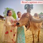 Anagha Bhosale Instagram - (HH Radhanath Maharaj narrates his experience) For many years I took care of cows. Sometimes they kick, but it is really purifying when they kick you. Ultimately cows just like to look nice, they just want to feel nice and they want to be loved and I brushed their faces, after I milked the cows and fed them. I would brush every hair on their body exactly in the direction it naturally went, with a special cow brush. And when the cows would come out of the Goshala, they would be dancing and smiling because they would be looking so nice. And it’s not that they look nice, it’s the time, the attention and the affection that you give to make them look nice. That’s what they love! Srila Prabhupada taught us that cow protection, in the spirit of Vrindavan, is not just about not killing them but about making them happy by giving them the feeling that they are loved and cared for. – Radhanath Swami