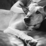 Anderson Cooper Instagram - My friend Jimmy Hatch, former NAVY SEAL works to finds homes and get medical treatment for retired military and police dogs. Find out more about his work @SpikesK9Fund on instagram. Or SpikesK9Fund.org