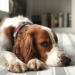 Anderson Cooper Instagram - Wet and smelly Lily, drifting off to sleep. #welshspringerspaniel