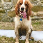 Anderson Cooper Instagram - Lily after running through the woods. Muddy dog, long tongue.#welshspringerspaniel
