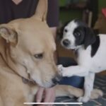Andrea Barber Instagram - What a dream job! When @people asked me to be the host of Celebrity Pet Matchmaker, teaming up with Helen Woodward Animal Center to place rescue dogs into forever homes, I jumped at the chance! Celebrity Pet Matchmaker is now on People.com, PeopleTV, and People’s YouTube channel, with new episodes airing Thursdays. Check it out! Link in bio. 🐾❤️🐶 @hwac @peopletv