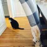 Angela Kinsey Instagram - Furniture design by Oreo. Let me know if you want anything in your house shredded. 😼
