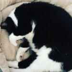 Angela Kinsey Instagram - Not ready for Monday… @oreolovesboxes 😼