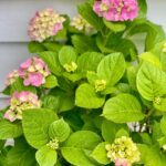 Angela Kinsey Instagram - My Grandma had the most beautiful hydrangeas. My mom, sisters and I plant hydrangeas wherever we live in remembrance of her. This is one I have had to replant several times and I’m so thankful it has survived. When I look at these flowers, I see the amazing, strong and beautiful women in my family that came before me. This one is for my Grandma, Viola Mae. ❤️