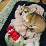 Angela Kinsey Instagram - Someone wants to go on Spring Break with us… ❤️