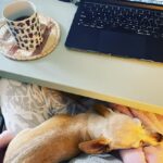 Angela Kinsey Instagram - My late night work buddy ❤️ #buster