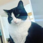 Angela Kinsey Instagram - Happy Monday from @oreolovesboxes 😼