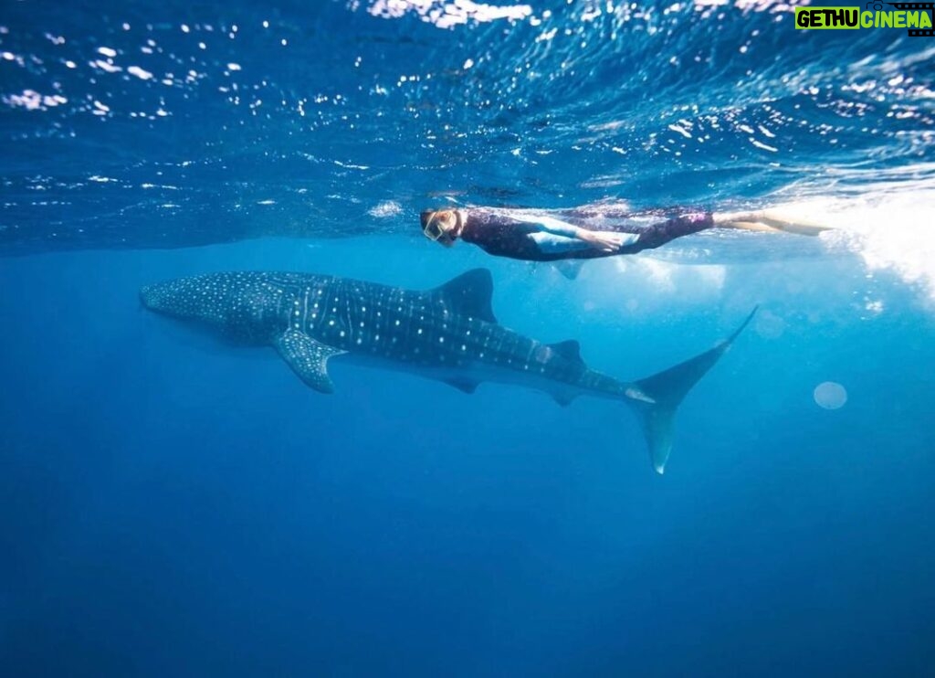 Anja Rubik Instagram - Whale Shark and I 🌊 World Ocean Day “ Who wants to live forever? Forever is our Today. Who lives forever anyway?” Is this perhaps the perfect description of how we have lived for the last 100 years? With the contradiction of creating a material that LASTS literally forever - plastic. The ocean is 4.5 Billion years old and for much of its existence had remained unchanged. In recent years however, we have managed to change the oceans at a faster rate than at any other time during its existence. Today we are at a turning point. At our current rate of consumption in 30 years there will be more plastic in the oceans than fish.” - part of my speech from the 8th of June 2018 at the UN in New York. Parley Talks. @parley.tv #oceans #parley #worldoceansday