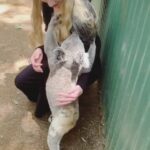 Anya Taylor-Joy Instagram - In a rare respite from the wasteland, I was lucky enough to go and spend a day learning about the incredible fauna of Australia, specifically koalas. And to my absolute amazement and delight, this little guy dropped down from his tree and graced me with a cuddle. I am so appreciative of these conservation centers and the volunteers that work tirelessly in them. It is crazy to think that for many of these animals, they are more affected by human intervention in the wild then in these sanctuaries. The spreading of awareness of what deforestation, climate change and frankly, a multitude of mostly human caused issues is doing to our fellow earthlings is devastating but necessary. I barely have an idea of where to start making things better for them but I hope for the sake of everyone, we preserve and protect these beautiful creatures. Thank you to the hardworking folk at the hospital helping their wild counterparts recover from disease and the fires. I hope we all keep trying to take care of each other.