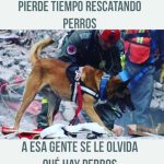 Aracely Arámbula Instagram – Jamás olvidemos que son los más leales seres de Luz de Amor y de protección no dudes en ayudar cuando en tu camino encuentres un perrito necesitado con hambre o enfermo ayuda porque cuando eres generoso siempre se regresa en bendiciones 🙏🐶♥️ adopta , esteriliza , vacuna 🙏 regales de comer y de beber créanme que se siente una gran satisfacción poder salvar y poder ayudarlos uds mi #Arafamilia bella ya lo saben porque muchos siguen mis  consejos y han  adoptado 🙏  milliones  de GRACIAS E INFINTA ABUNDANCIA PARA USTEDES 🙏🙏🙏Ojalá seamos una enorme candena para lograr que se unan más corazones y lograr más generosidad y AMOR en este mundo 🙏🐶♥️💕 Los animalitos nos ponen el ejemplo 🙏🙏🙏🙏💕♥️ @perrisimoamor  GRACIAS !!!