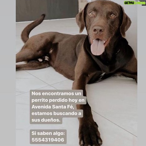 Aracely Arámbula Instagram - Perrito extraviado en Sta Fe aquí viene el teléfono por quien pueda localizar a sus dueños 55 54 31 94 06