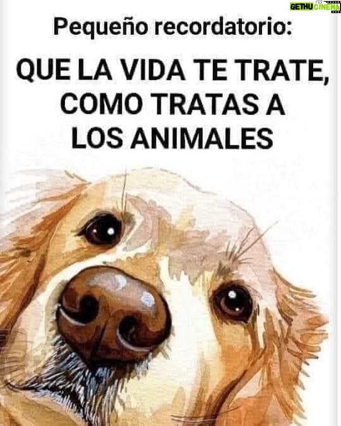 Aracely Arámbula Instagram - 🙏♥️🐶🐶🐶🐶🐶🐶🐶🐶🐶🐶♥️🙏👍🐕🐕🐕🐕🐕🐕🐕🐕♥️ @perrisimoamor ♥️♥️♥️♥️♥️♥️♥️