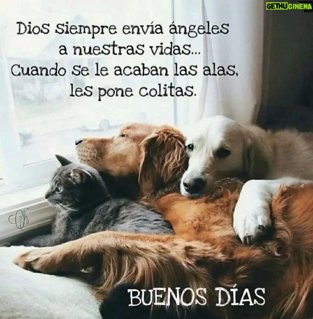 Aracely Arámbula Instagram - FELIZ DÍA 🙏🐶♥️😘