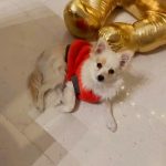 Aracely Arámbula Instagram - Celebrando tu vida 🎂🎁🎊🎈🎉 Licita 🫶🎊 @liz_porrasb larga vida con infinita SALUD Y MILLONES DE BENDICIONES mis 🐶🐶Disfrutabdo mucho en el hermoso árbol 🌲 LOVE U !!! Norte 🫶