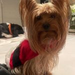 Aracely Arámbula Instagram - 😍♥️🙏🐶🐾♥️ compartiendo AMOR 😻 CON Mi hermosa adoptada rescatada de la calle mi NALITA 😍 Y EL PEQUEÑO BRUNO 😍🎅♥️🐶🙏🐾