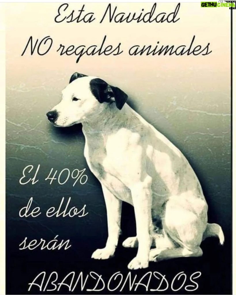 Aracely Arámbula Instagram - Los animales no son peluches que primero gustan y luego no saben que hacer con ellos, un perrito es un ser único el mejor compañero leal y amoroso que SIEMPRE estará para dar AMOR 🙏 respetemos sus vidas y no seamos cómplices de la explotación 🙏🐶🫶 ADOPTA NO COMPRES y adopta con responsabilidad un perrito es un Amigo fiel durante toda su vida 🙏🙏🙏 cambiemos y seamos mejores humanos ellos nos enseñan diario comparte y ayudemos a que este mundo sea mejor para todos y para los animales para estos seres de LUZ 🫶🙏🐶✨✨✨