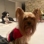 Aracely Arámbula Instagram - 😍♥️🙏🐶🐾♥️ compartiendo AMOR 😻 CON Mi hermosa adoptada rescatada de la calle mi NALITA 😍 Y EL PEQUEÑO BRUNO 😍🎅♥️🐶🙏🐾