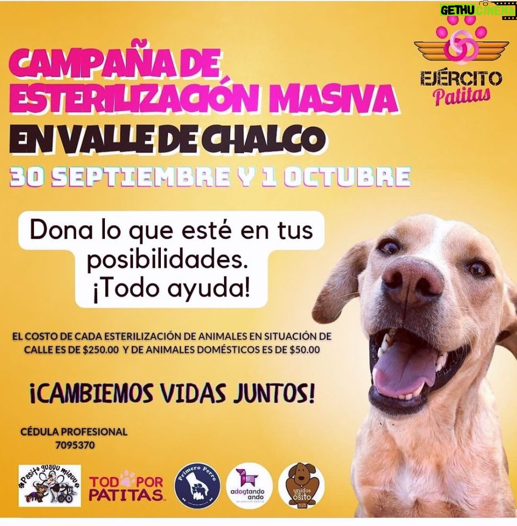 Aracely Arámbula Instagram - Únete y apadrina esterilizaciones para ayudar a estos seres de Amor y darles una mejor vida que no haya tanto perrito abandonado y tanto perrito en la calle esterilizar es un acto de AMOR ✨🫶✨🙏✨🐶♥️🫶💕 el costo 250 pesos nos unimos ? ✨🙏✨ informes con @primeroperro_mexico