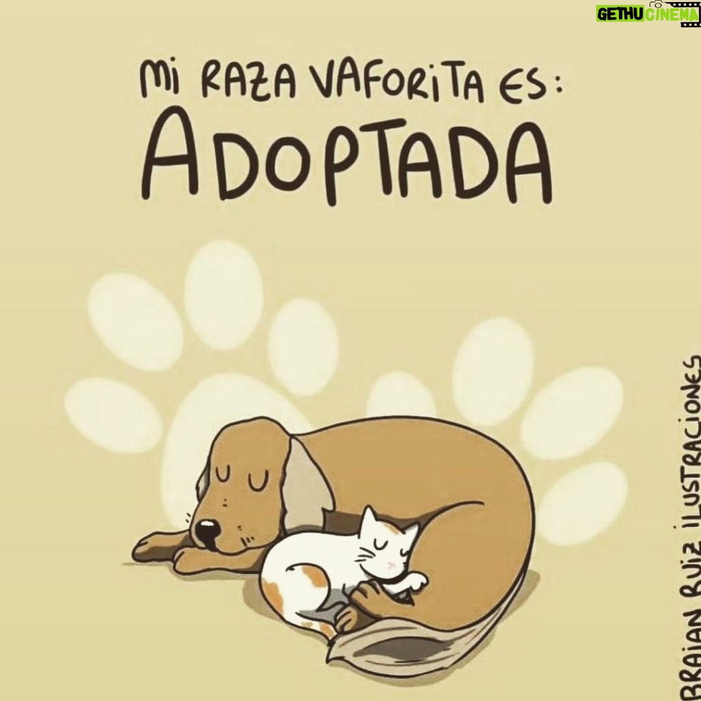 Aracely Arámbula Instagram - ✨🐶🫶♥️✨ADOPTA NO COMPRES ✨🙏✨🐶🫶♥️