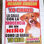 Aracely Arámbula Instagram - ✨🙏✨ PORFAVOR SEÑORES CONDUCTORES TENGAN MAS EMPATÍA Y PORFAVOR RESPETEMOS LA VIDA ANIMAL TIENEN DERECHO A LA VIDA Y A UNA VIDA DIGNA ✨🙏✨🐶🐱🐮🐷ellos y mas 🙏✨✨✨✨✨