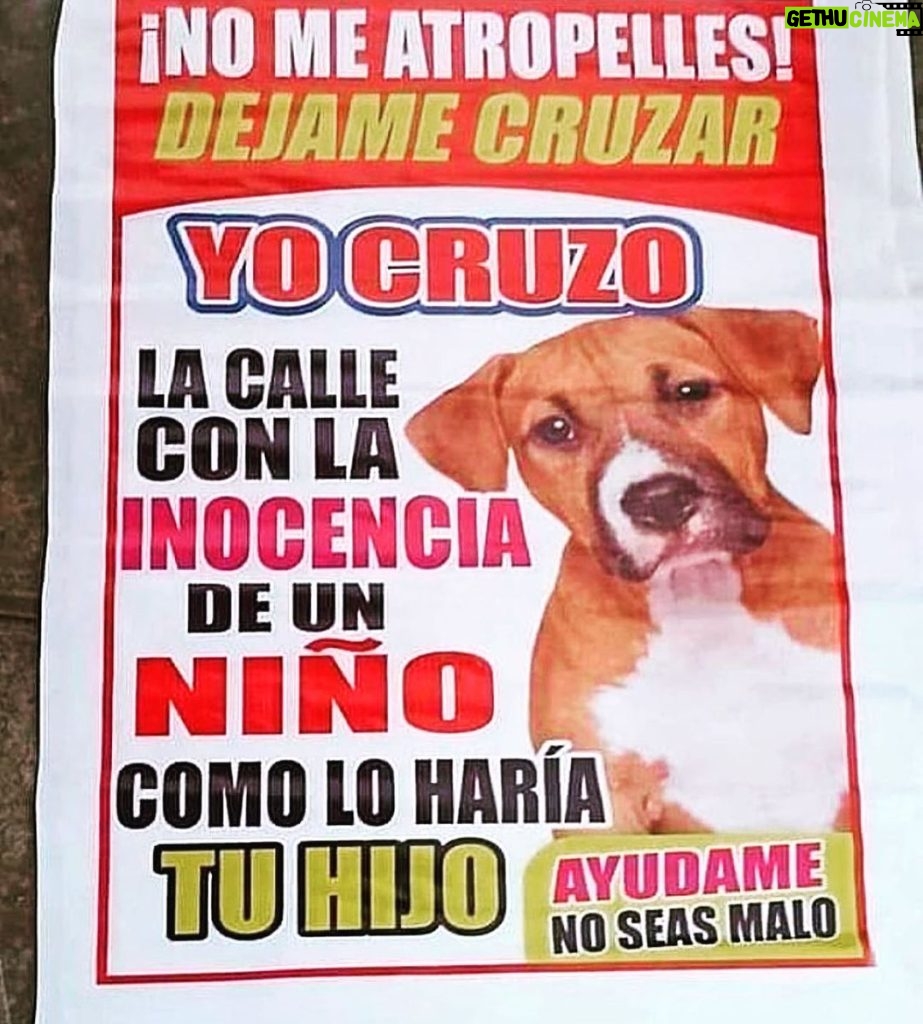 Aracely Arámbula Instagram - ✨🙏✨ PORFAVOR SEÑORES CONDUCTORES TENGAN MAS EMPATÍA Y PORFAVOR RESPETEMOS LA VIDA ANIMAL TIENEN DERECHO A LA VIDA Y A UNA VIDA DIGNA ✨🙏✨🐶🐱🐮🐷ellos y mas 🙏✨✨✨✨✨