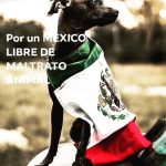 Aracely Arámbula Instagram - POR UN MEXICO LIBRE DE MALTRATO ANIMAL ✨🙏✨🇲🇽🐶🫶♥️🙌 @perrisimoamor ✨🫶✨ porque haya mayor conciencia para lograr ese respeto a la Vida de los grandes y hermosos seres que nos acompañan, los más fieles amigos ✨🙏✨🐶🫶 eduquemos con AMOR MEXICO Y EL MUNDO 🙏AMOR Y ATENCIÓN A LOS DERECHOS DE LOS ANIMALES ✨🙏✨🐶🫶♥️ @gobmexico