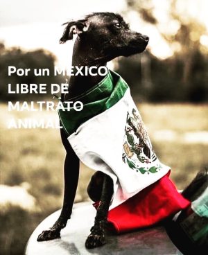 Aracely Arámbula Instagram - POR UN MEXICO LIBRE DE MALTRATO ANIMAL ✨🙏✨🇲🇽🐶🫶♥️🙌 @perrisimoamor ✨🫶✨ porque haya mayor conciencia para lograr ese respeto a la Vida de los grandes y hermosos seres que nos acompañan, los más fieles amigos ✨🙏✨🐶🫶 eduquemos con AMOR MEXICO Y EL MUNDO 🙏AMOR Y ATENCIÓN A LOS DERECHOS DE LOS ANIMALES ✨🙏✨🐶🫶♥️ @gobmexico