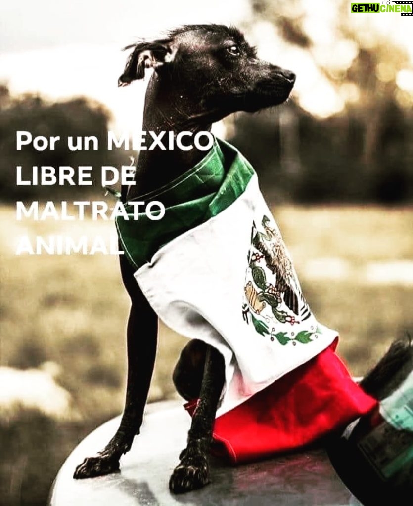 Aracely Arámbula Instagram - POR UN MEXICO LIBRE DE MALTRATO ANIMAL ✨🙏✨🇲🇽🐶🫶♥️🙌 @perrisimoamor ✨🫶✨ porque haya mayor conciencia para lograr ese respeto a la Vida de los grandes y hermosos seres que nos acompañan, los más fieles amigos ✨🙏✨🐶🫶 eduquemos con AMOR MEXICO Y EL MUNDO 🙏AMOR Y ATENCIÓN A LOS DERECHOS DE LOS ANIMALES ✨🙏✨🐶🫶♥️ @gobmexico