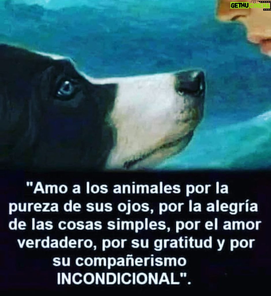 Aracely Arámbula Instagram - Por eso y más …. Nuestros fieles AMIGOS 🐶🫶♥️✨😻✨🙏✨ POR EL RESPETO A LA VIDA AMINAL ✨🙏✨🫶🐶♥️ FELIZ DOMINGO