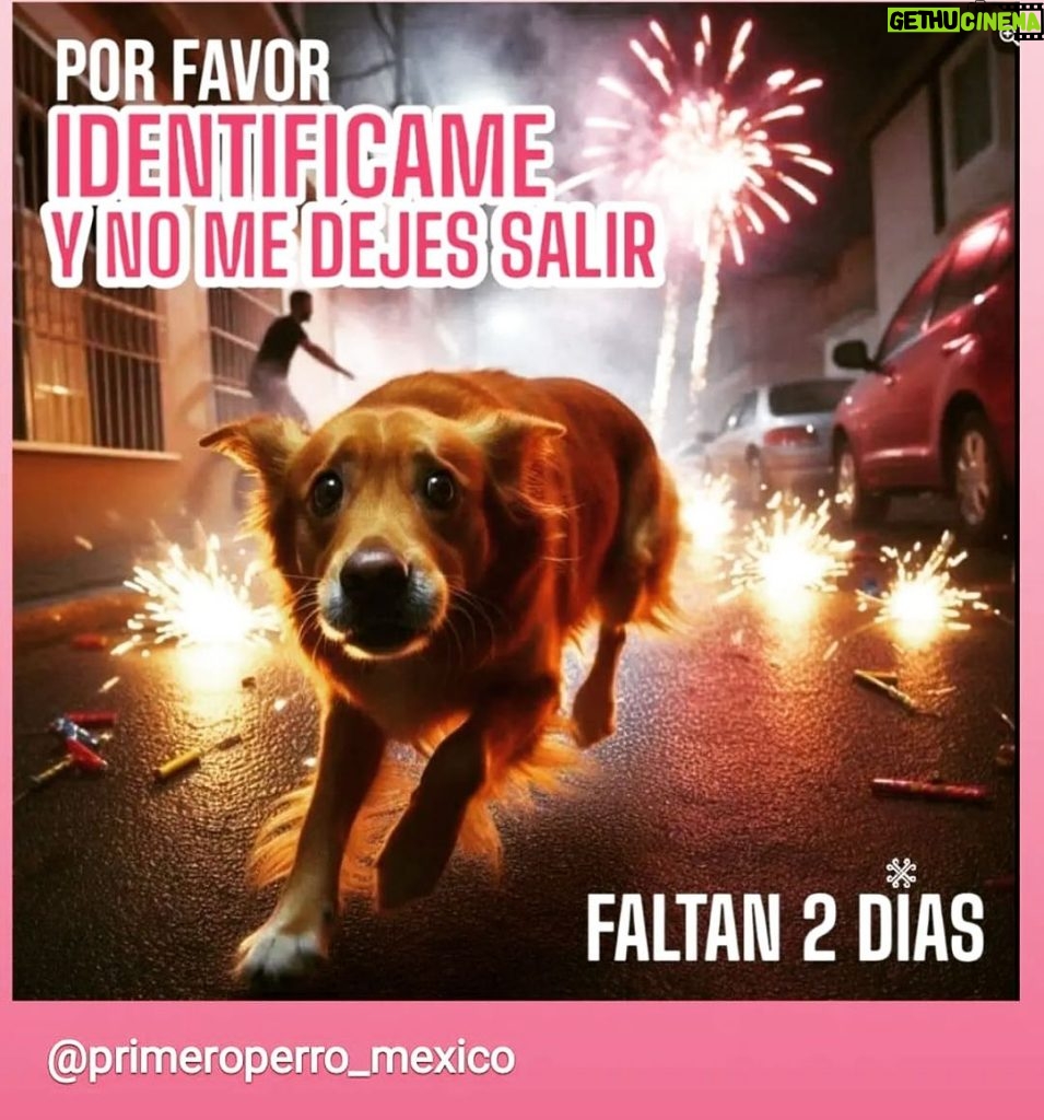 Aracely Arámbula Instagram - Solo a un día de la celebración 🎉 que lindo celebrar pero OJALÁ 🤞 Que la gente tuviera más conciencia y no use la pirotecnia 🤦‍♀️ si no podemos con esa tradición y con la falta de conciencia que tanto mal les hace a nuestros peluditos PORFAVOR NO DEJEMOS DE RESGUARDARLOS BIEN 🙏✨AYÚDARLOS y protéjerlos dentro de casa ✨🙏✨🐶🫶 y NO OLVIDEN ALGO MUY IMPORTANTE !!! PONERLES SU PLACA CON TELÉFONO PORQUE LUEGO SUFEN AL NO ENCONTRARLOS ✨🙏✨🐶🐶🐶🐶 pero lo ideal es que los resguarden y los cubran de esos ruidos que los asustan ✨✨✨🙏🙏🙏🙏✨✨✨🐶🐶🐶🐶🐶🫶 PORFAVOR PROTEJE A TUS MASCOTAS DE LA PIROTECNIA 🎆 ✨✨✨🙏🙏🙏🙏🙏🙏🙏🙏🙏🙏✨🫶🐶🐶🐶🐶🐶🐶🐶🐶😽😽😽😽😽😽y más 🫶✨✨✨✨✨✨✨✨✨✨✨✨✨✨✨✨✨✨