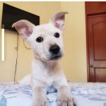 Aracely Arámbula Instagram - Aurorita en adopción informes con @mayitasinraza ✨🙏✨♥️