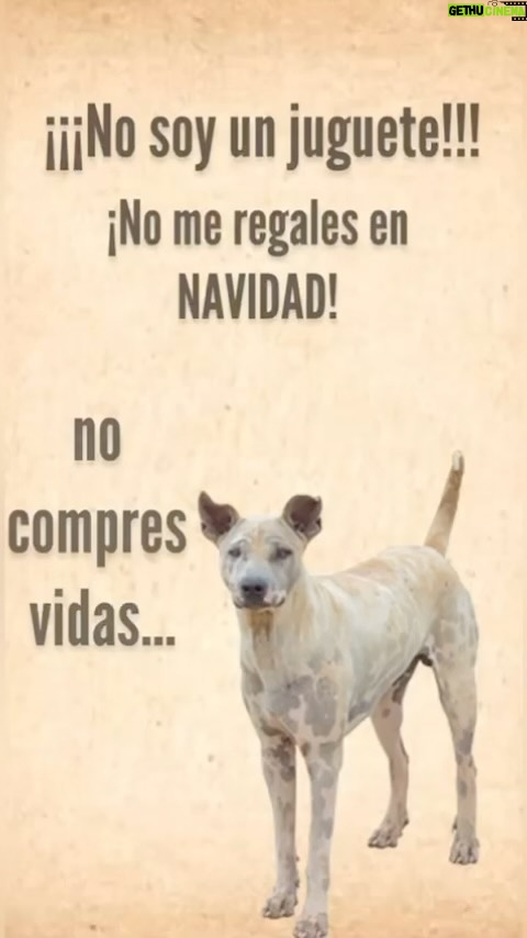 Aracely Arámbula Instagram - No compres vidas mejor salva una y si en tus manos está salvar a varias nunca lo dudes contagiemos de bondad a este mundo de empatía y bienestar para estos seres de luz que no tienen voz 🙏 mucha generosidad para la humanidad y más cariño para estos seres de AMOR incondicional de verdad ✨🙏✨🫶🐶😽 AMEMOS MÁS Y PROTEJAMOS 🙏🫶 NO LOS ABANDONES NO ÑOS MALTRATES SON SERES QUE SIENTEN EL DOLOR🙏🙏🙏. Y son seres que te pueden AMAR más que nadie RESPETA LA VIDA HUMANA Y LA VIDA ANIMAL 🙏✨ Cuando conozcas este lenguaje de amor perruno entenderas porque nunca más los dejarás de ayudar es entender la belleza de la Vida , AYUDA RESCATA Y SALVA VIDAS ✨🐶😽🫶🫶 Y si hoy tienes la oportunidad de alimentar a perritos en la calle nunca lo dudes hazlo se te regresará en bendiciones ✨🙏🎄🫶🐶🫶😽✨ QUE TENGAN UNA FELIZ NOCHE BUENA Y MAÑANA UNA MUY FELIZ NAVIDAD 🎄 🎂🎁🫶✨🎈✨que el gran regalo sea la conciencia para ser mejores personas , la generosidad y el don de ayudar al mundo, a la gente y a estos seres de AMOR 😻 Y EN ESPECIAL QUE REINE LA SALUD LA ARMONÍA Y SOBRETODO LA PAZ !!! Y MUCHAS ALEGRÍAS SIEMPRE INFINITAS BENDICIONES PARA TODOS !!! ✨🙏✨🫶🐶🫶😽✨🎄🎁🎈🎉 FELIZ NAVIDAD MI #AAFAMILIA HEMOSA LOS AMO !!!!