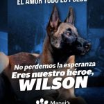 Aracely Arámbula Instagram - Gracias a este perrito Wilson fueron rescatados unos niños y ahora el se perdió en la selva oremos para que aparezca y para que no dejen de buscarlo ✨🙏✨🫶🐶♥️