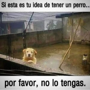 Aracely Arámbula Instagram - Más Amor y generosidad para nuestros fieles amigos ✨🙏✨🐶♥️✨🫶 seguimos luchando por sus derechos y mi misión es darles VOZ ✨🐶🫶 hagamos una sola fuerza en pro de ellos !!! @edgarfernandoerv @ivannavamx @arturoislasallende @amorsinraza @eljardindehomero @brigadadevigilanciaanimal @_letyvarela @patitas.grises @primeroperro_mexico @perrisimoamor @adoptamundi @tania_karam_oficial