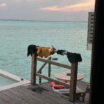 Archen Aydin Instagram - Maldives 🌊 Anantara Veli Maldives Resort