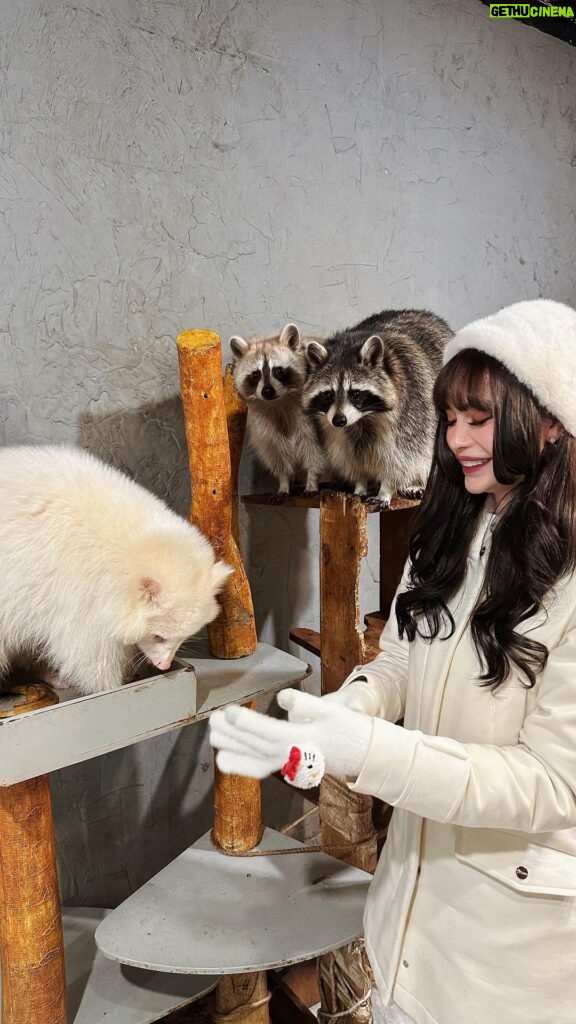 Arci Muñoz Instagram - Raccoon 🤍 met my spirit animal and I can’t contain my happiness!! I’m a #racoon cos… 1. Dark circles around eyes 2. Stays up all night 3. Eats junk food 4. Cute 5. Chubby 6. Can be vicious 🦝🦝🦝 #arcismundo Seoul, South Korea