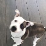 Avicii Instagram - 🐶👍🏼👍🏼🤙🏽🤙🏽