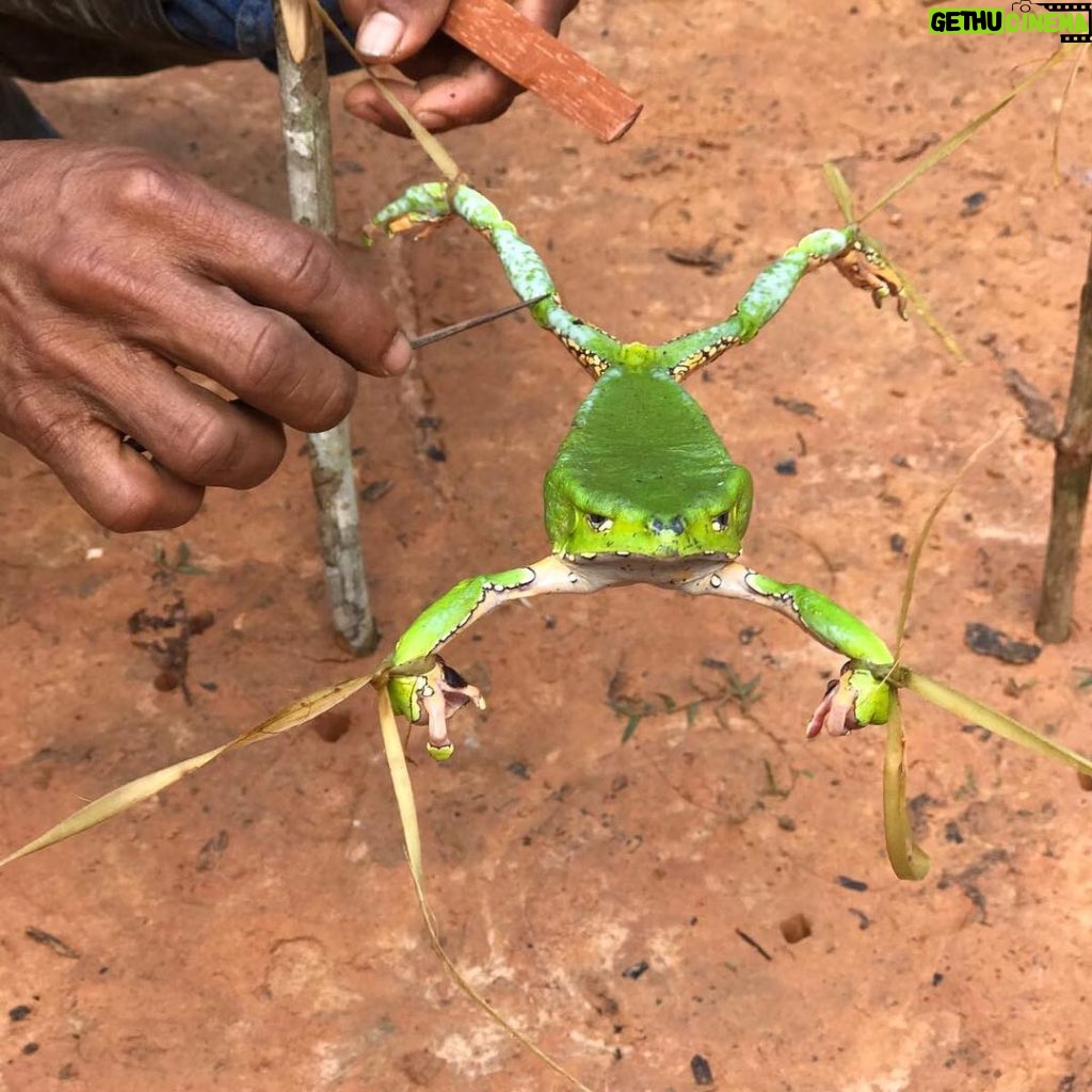 Avicii Instagram - Pépé collecting the poison off a frog before letting it go back in the jungle! (They are very careful not to hurt the frog even if I admit he doesnt look very amused) Amazon Jungle