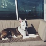 Avicii Instagram - Someone just had his first birthday!! 🎁🎉🎈🐶