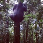 Avicii Instagram - Walking in the jungle to encounter one of the majestic wonders in the world, the silverback gorilla is an experience I feel so lucky to have had. Can you name anything cooler than this? I doubt it!🐒🙈