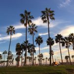 Avicii Instagram - People who don't like palm trees are like people who don't like dogs. How can you not like 🌴?😎❤️🌞