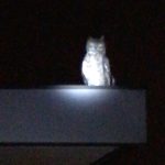 Avicii Instagram - Roof over my bedroom! #theowlsarenotwhattheyseem #newfriends #guardianowl Los Angeles, California