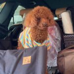 Bae In-hyuk Instagram - 우리 쪼꼬가 가족 곁을 떠난지 2주가 넘었네 뭐가 그리 바쁘다고 마지막 모습도 못 봐주고 후회스러운거 투성이야 촬영중에 소식 듣고 아무것도 할 수 없는게 답답했어 쪼꼬야 거기선 아프지도 말고 산책도 많이 하고 친구들이랑 맛있는것도 많이 먹고!! 너무 너무 너무 보고싶어 쪼꼬야 자주 보러 갈게🤎사룽해