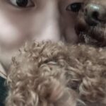 Bae In-hyuk Instagram - 우리 쪼꼬가 가족 곁을 떠난지 2주가 넘었네 뭐가 그리 바쁘다고 마지막 모습도 못 봐주고 후회스러운거 투성이야 촬영중에 소식 듣고 아무것도 할 수 없는게 답답했어 쪼꼬야 거기선 아프지도 말고 산책도 많이 하고 친구들이랑 맛있는것도 많이 먹고!! 너무 너무 너무 보고싶어 쪼꼬야 자주 보러 갈게🤎사룽해