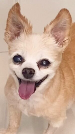 Bianca Del Rio Instagram - Rest well, my sweet Samson 💔
I cannot express how lucky I was to have this angel come into my life 18.5 years ago. ❤️ Sammy was the perfect combination of love and joy.🐶

Thank you, Sammy for giving my life purpose and meaning.❤️ 
From NYC to LA to PALM SPRINGS you were always the most loyal and loving little gentleman.❤️ I will miss your sweet smile and endless kisses. ❤️
As you cross the rainbow bridge, keep an eye out for Dede❤️‍🩹 I will love you forever ❤️‍🩹

Fly high, my little man…. Fly high ❤️❤️❤️❤️❤️❤️❤️