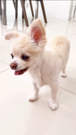 Bianca Del Rio Instagram - The past few weeks have been challenging, and sadly we had to say goodbye to my baby girl ,Delilah. 💔
I cannot express how grateful and lucky I have been to have had this wonderful spirit in my life for the past 17 years . 
Dede was so full of energy, joy, and mischief. 🐶

Thank you, Dede for teaching me unconditional love and being the best baby sister to Sammy. ❤️
I will always remember our walks around the pool, the endless kisses and your spectacular singing performances to Gwen Stefani.❤️
Sammy and I will miss you tremendously ❤️‍🩹

Fly high, my baby girl…… fly high ❤️❤️❤️❤️❤️❤️❤️