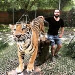 Bilal Hancı Instagram - Heyt be saldır olum karadeniz kaplanı ❤️💙 Tiger Kingdom Phuket