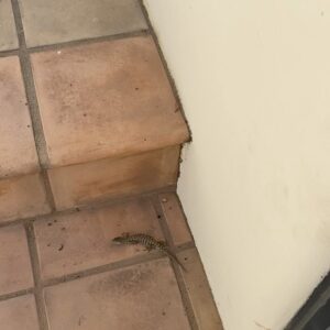 Bill Burr Instagram - The Lizard King