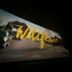 Billie Lourd Instagram - 🌻🍿🌻I got to see #WildflowerMovie on #zebigscreen for the first time last night and could not be more proud to have gotten to be involved in this incredible, heartwarming, funny af, brilliant film. Sorry 4 this blurry selfie I was 2 damn excited to take #properphotos. GO SEE WILDFLOWER IN THEATERS OR STREAM IT ON MARCH 21 OR DO BOTH IF UR A REAL BADDIE!!!!! I love my @morningmoonproductions fam more than any interweb post could ever express!!!