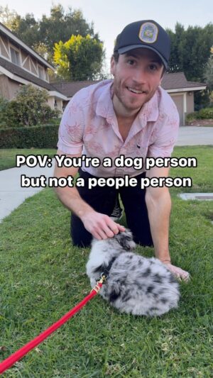 Brandon Calvillo Instagram - POV: You’re a dog person but not a people person (IB: @ian.brownhill )